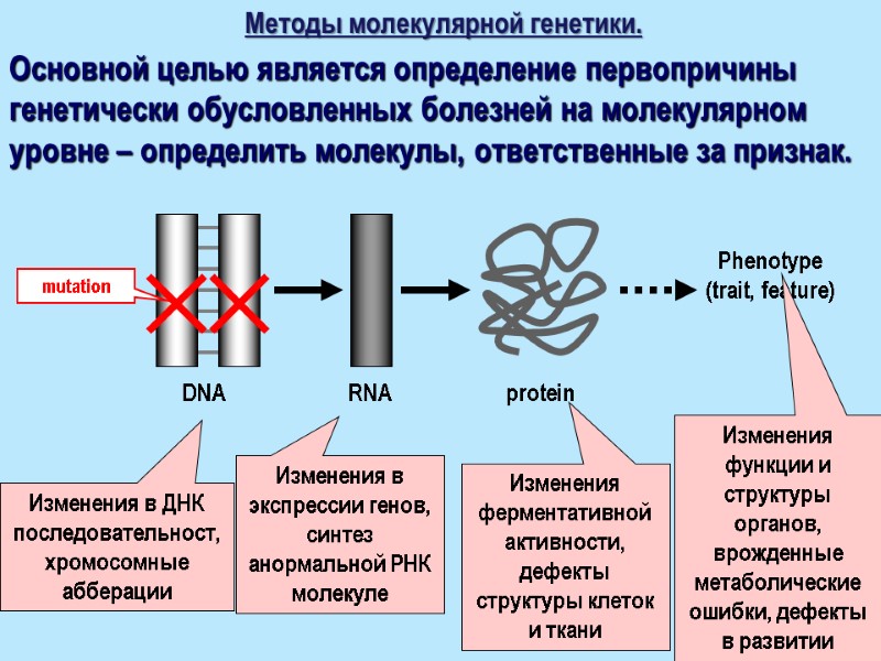Методы молекулярной генетики. Основной целью является определение первопричины генетически обусловленных болезней на молекулярном уровне